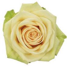 Load image into Gallery viewer, Green Fashion Green Roses Wholesale - 48LongStems.com
