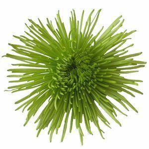 dark green spider plant Wholesale Dark Green Anastasia Spider Mums