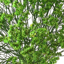 Load image into Gallery viewer, Green Tinted Limonium - 48LongStems.com
