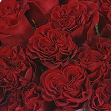 Load image into Gallery viewer, Hearts Red Garden Roses Wholesale - 48LongStems.com
