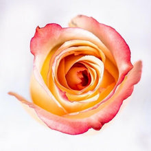 Load image into Gallery viewer, High and Sunshine Peach Roses Wholesale - 48LongStems.com

