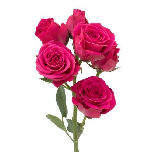Hot Pink Follies Hot Pink Spray Roses - 40cm - 48LongStems.com