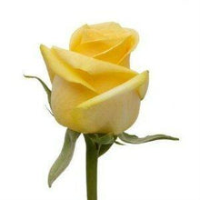 Load image into Gallery viewer, Hummer Yellow Roses Wholesale - 48LongStems.com
