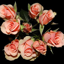 Load image into Gallery viewer, Ilse Peach-Pink Spray Rose - 40cm - 48LongStems.com
