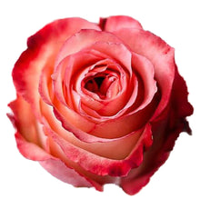Load image into Gallery viewer, Imagination Peach Roses Wholesale - 48LongStems.com
