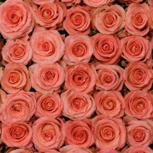 Load image into Gallery viewer, Imagination Pink Roses Wholesale - 48LongStems.com
