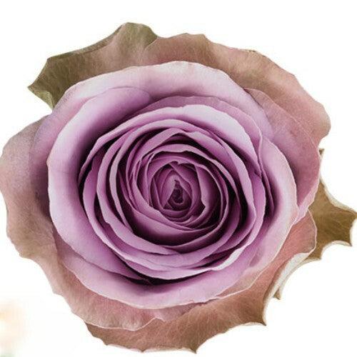 lavender rose plants Tiara Lavender Garden Roses Wholesale