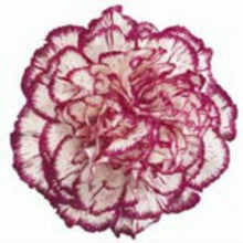 Load image into Gallery viewer, Bicolor White Purple Carnation
