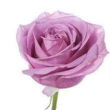 Load image into Gallery viewer, Long stem lavender roses wholesale
