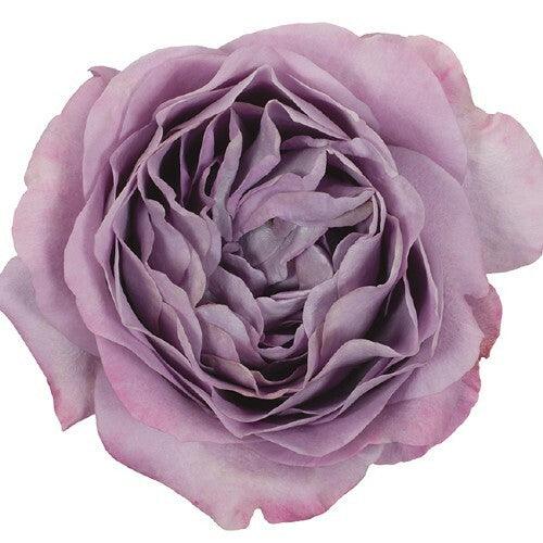 lavender bouquet rose plant Lavender Bouquet Garden Roses Wholesale