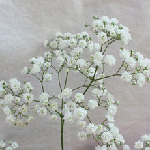 Load image into Gallery viewer, Baby&#39;s Breath
