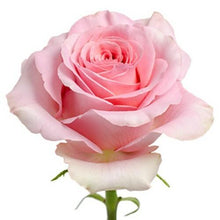 Load image into Gallery viewer, Impression Pink Roses Wholesale - 48LongStems.com
