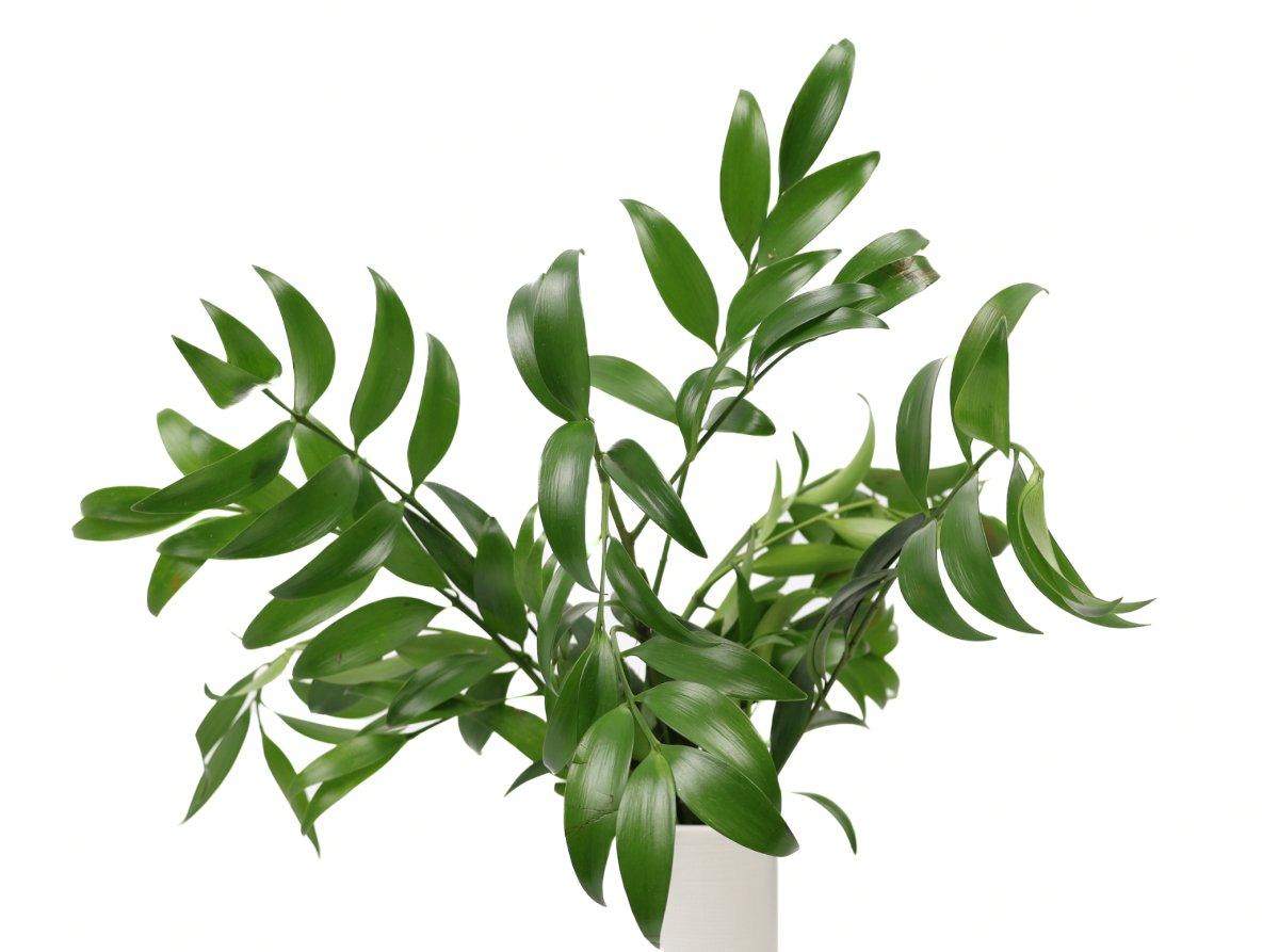 italian ruscus plant seeds Italian Ruscus, 25 Bunches – 48LongStems.com