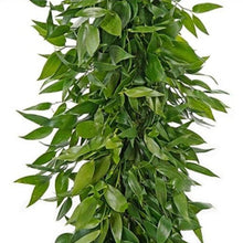 Load image into Gallery viewer, Italian Ruscus Garland - 48LongStems.com
