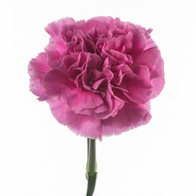 Load image into Gallery viewer, Lavender Carnations - Standard - 48LongStems.com
