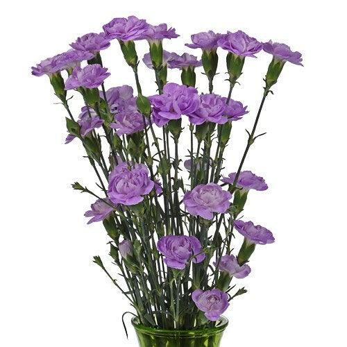 Lavender Mini Carnations - 48LongStems.com