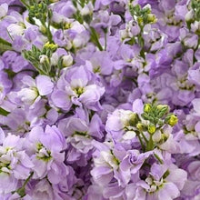 Load image into Gallery viewer, Lavender Stock - 48LongStems.com
