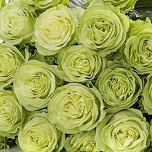 Load image into Gallery viewer, Lemonade Green Roses Wholesale - 48LongStems.com
