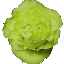 Load image into Gallery viewer, Lemonade Green Roses Wholesale - 48LongStems.com
