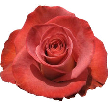 Load image into Gallery viewer, Leonides Terracotta Roses Wholesale - 48LongStems.com
