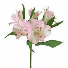 Load image into Gallery viewer, Light Pink Blush Alstroemeria - 48LongStems.com
