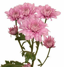 Load image into Gallery viewer, Light Pink Cushion Mums - 48LongStems.com

