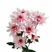 Load image into Gallery viewer, Light Pink Cushion Mums - 48LongStems.com
