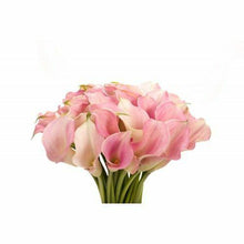 Load image into Gallery viewer, Light Pink Mini Calla Lilies - Wholesale - 48LongStems.com
