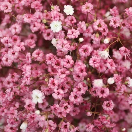 Close Pink Babys Breath Flower Natural Stock Photo 171147746