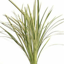 Load image into Gallery viewer, Lily Grass Variegated - Wholesale - 48LongStems.com
