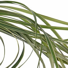 Load image into Gallery viewer, Lily Grass Variegated - Wholesale - 48LongStems.com
