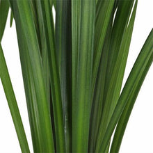 Load image into Gallery viewer, Lily Grass - Wholesale - 48LongStems.com
