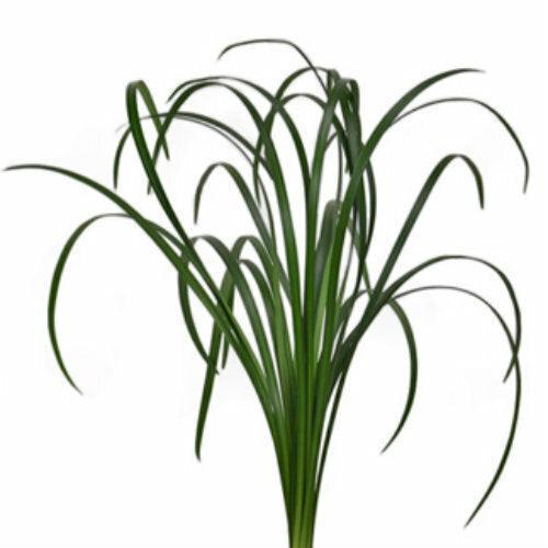 lily grass flower Lily Grass