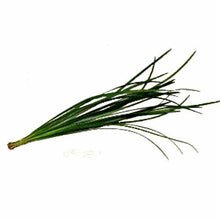 Load image into Gallery viewer, Lily Grass - Wholesale - 48LongStems.com
