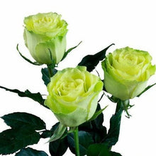 Load image into Gallery viewer, Limbo Green Roses Wholesale - 48LongStems.com
