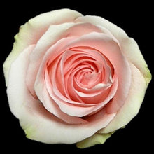 Load image into Gallery viewer, Luciano Pink Roses Wholesale - 48LongStems.com
