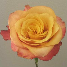 Load image into Gallery viewer, Lumia Orange Roses Wholesale - 48LongStems.com
