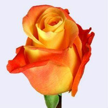 Load image into Gallery viewer, Lumia Orange Roses Wholesale - 48LongStems.com

