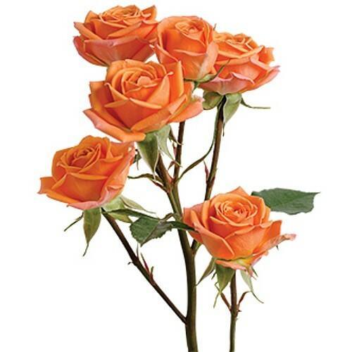 spray roses vs garden roses Mambo Orange Spray Roses