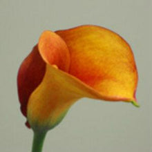 Load image into Gallery viewer, Mango Mini Calla Lilies - Wholesale - 48LongStems.com
