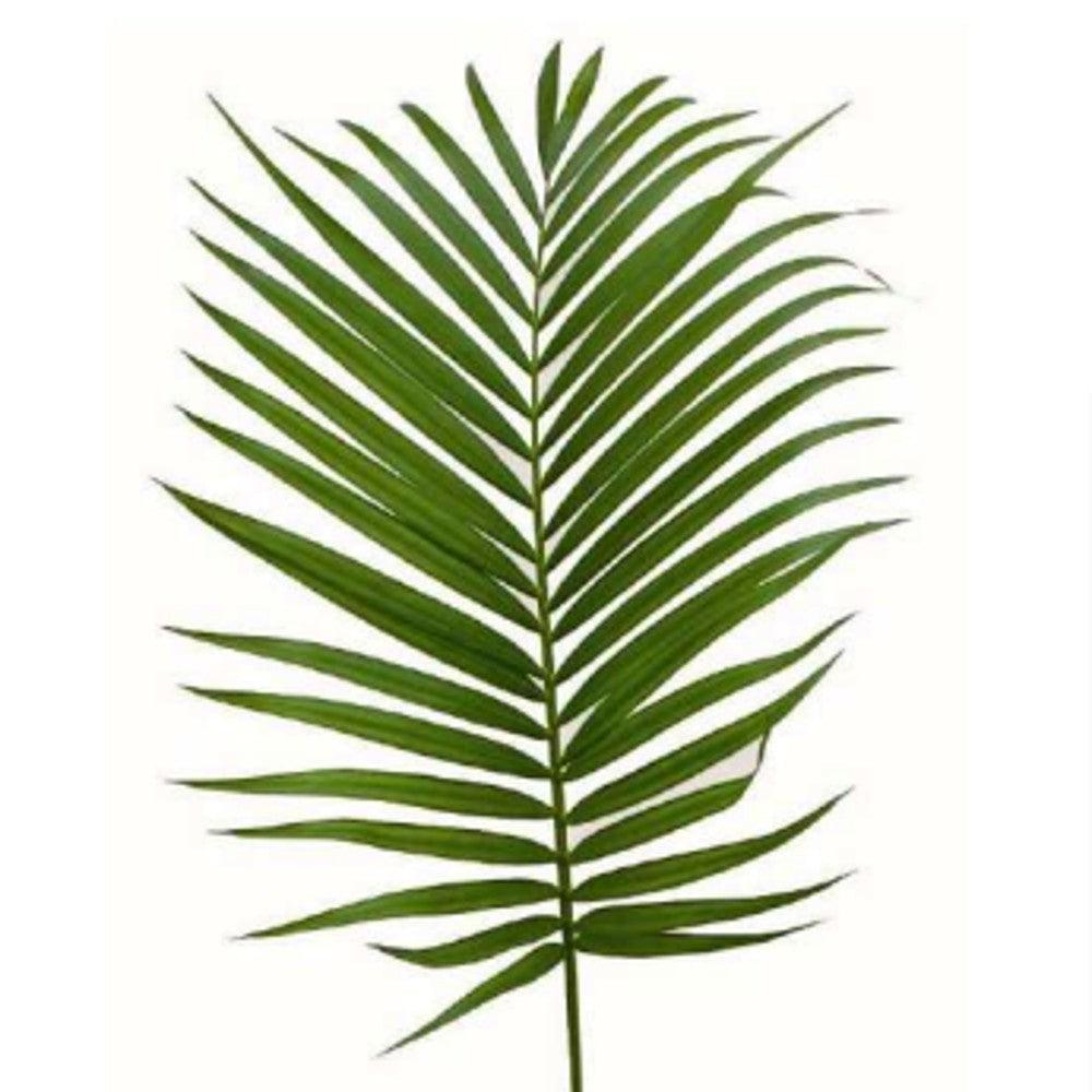 palm leaves plants Wholesale Cat Palm Leaves