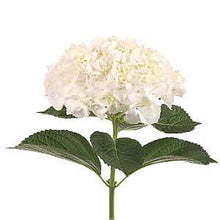 Load image into Gallery viewer, Mini White Hydrangeas - Wholesale - 48LongStems.com
