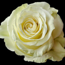 Load image into Gallery viewer, Mondial White Roses Wholesale - 48LongStems.com
