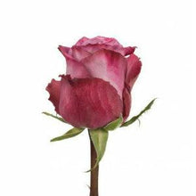 Load image into Gallery viewer, Moody Blues Lavender Roses Wholesale - 48LongStems.com
