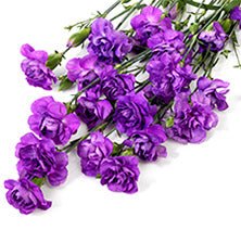 Moonberry Purple Mini Carnations - 48LongStems.com