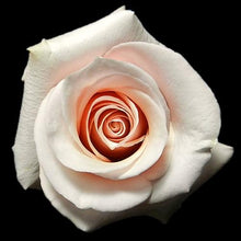 Load image into Gallery viewer, Mother of Pearl Pink Roses Wholesale - 48LongStems.com
