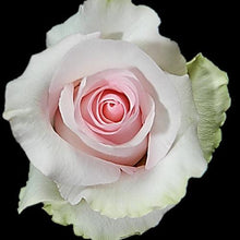 Load image into Gallery viewer, Nena Pink Roses Wholesale - 48LongStems.com
