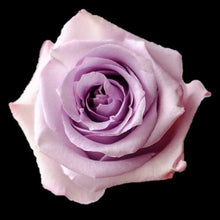 Load image into Gallery viewer, Ocean Song Lavender Roses Wholesale - 48LongStems.com
