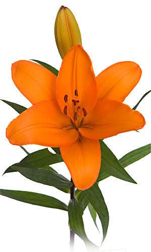 Orange Asiatic Lilies - 48LongStems.com