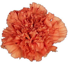 Load image into Gallery viewer, Orange Carnations - Standard - 48LongStems.com
